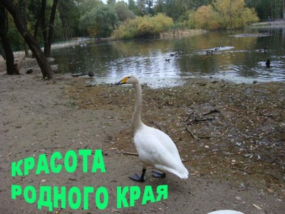 Гусь