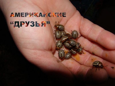 Жуки