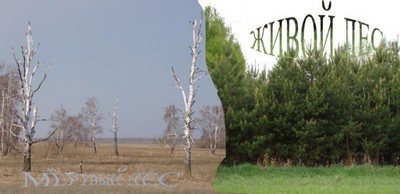 Лес