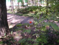 МОУ СОШ 4 города Сельцо Брянской области